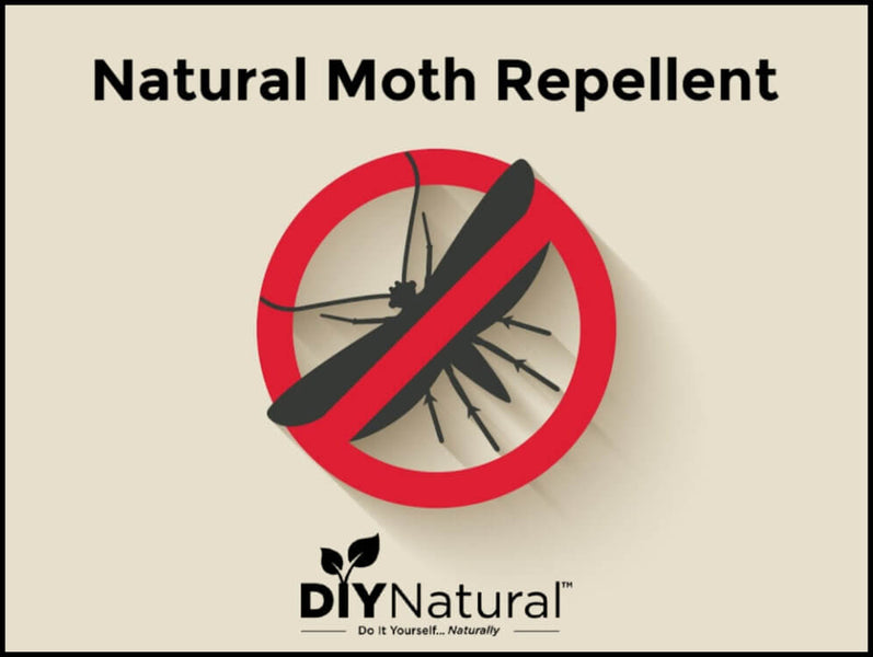 If you have moths and you dislike using chemicals based solutions like mothballs then you’ll love this article on using natural homemade moth repellents.